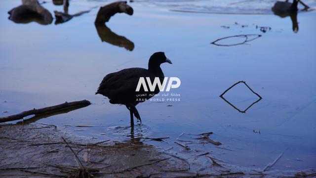 طائر على ضفاف بحيرة وسط محمية سيدي بوغابة بمدينة القنيطرة في شمال شرق المغرب والتي تحتوي على أنواع نادرة من الطيور والنباتات المهددة بالانقراض (20 يناير كانون الثاني 2024)